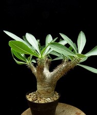 Pachypodium densiflorum,Euphorbia, Caudex,Suc...