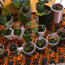 Anthurium BUNDLE