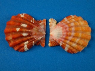 Pecten langfordi Sunrise Shell Jewelry Hawaii Shell