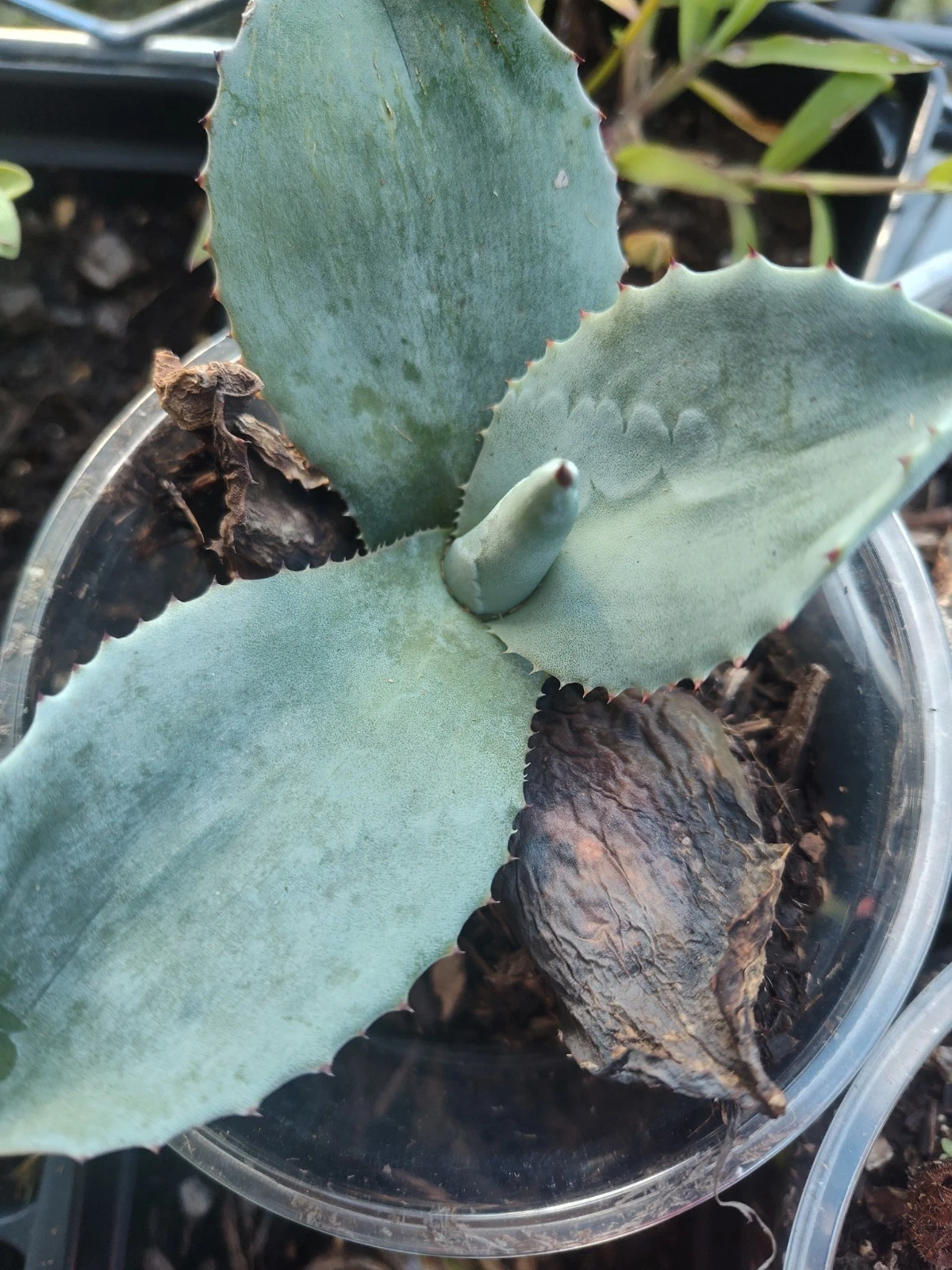 American Blue Agave Plant - Blue Cactus - Free Shipping!