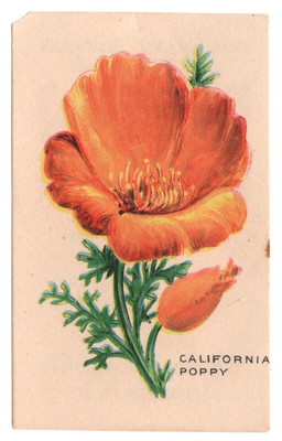 1920s California Poppy Flower Card D35 (SMALL) Weber Baking Pulman Bread