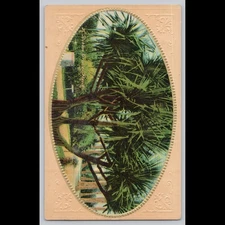 Antique Postcard St. Augustine Florida Trees Landscape 1911