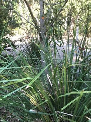 Lomandra Species Mat Rush Plants Gumtree Australia Noosa