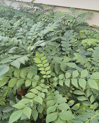 Live Curry Leaf Plant  1214" Tall  Half Gallon Pot  No Ship HI, PR, AK,  CA | eBay