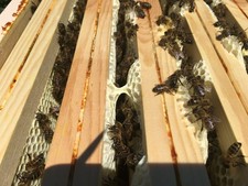 Essaims d'abeilles Buckfast en format Dadant