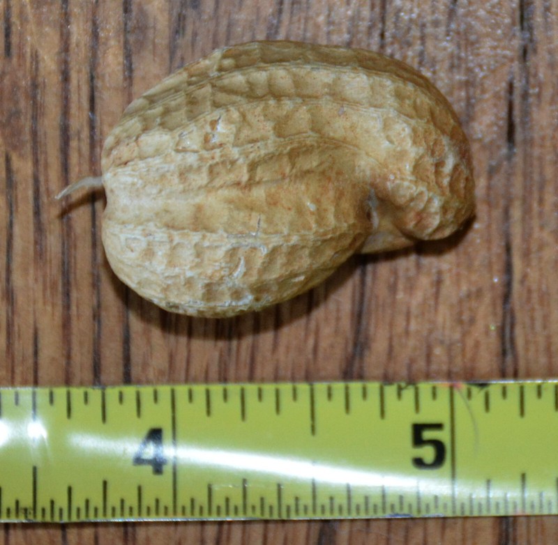 Rare "Pregnant Peanut" Freak of Nature / Natural Oddity / One in 50 Billion!!!!