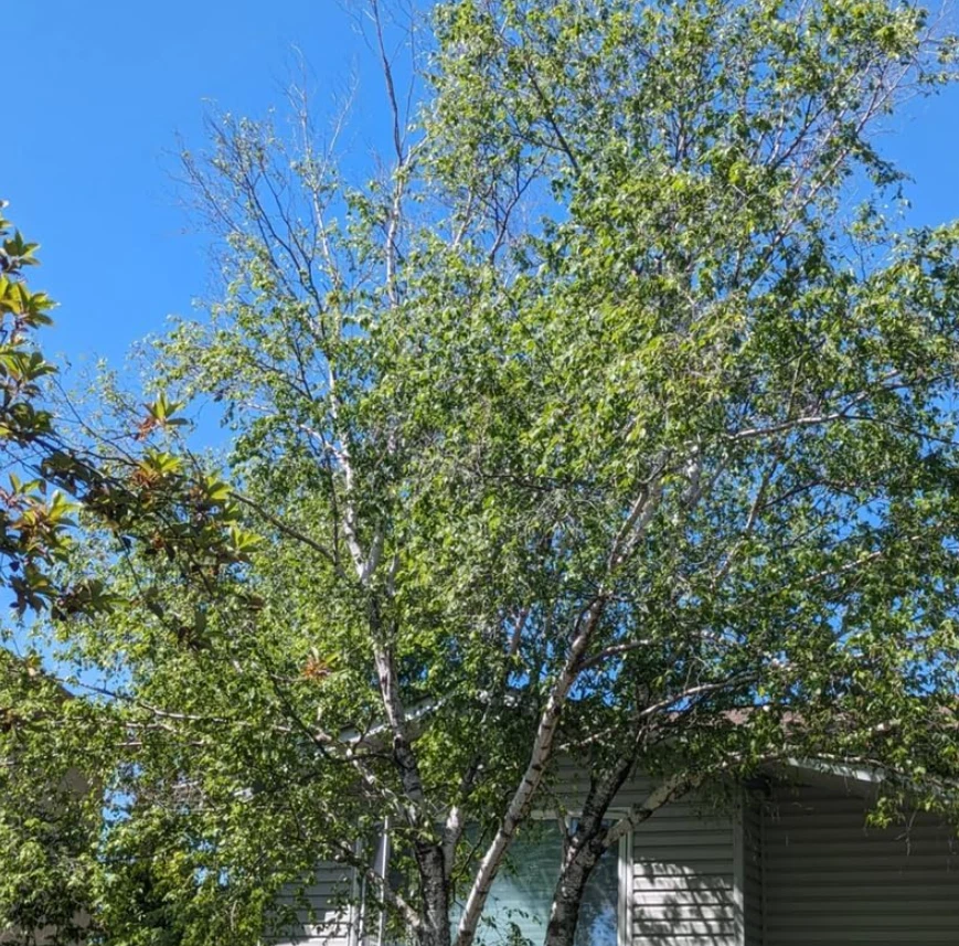 Abedul de río (grupo de varios tallos) - árbol vivo en maceta de cuarto de galón (12-18" de alto) Foto 4 de 4