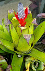 Bromeliad Aechmea triangularis *Bromeliad Collection* — photo 2