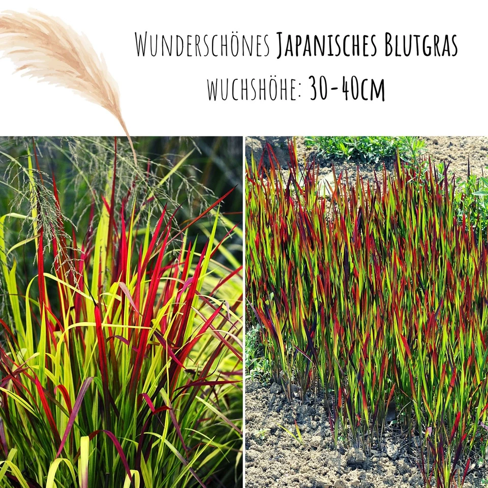 Japanisches Blutgras (Imperata cylindrica) - Winterhartes Ziergras (Rot) - Bild 3 von 4