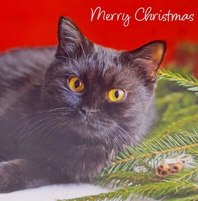 Cats Protection Christmas Cards Black Cat 2024 pack of 10 with Envelopes