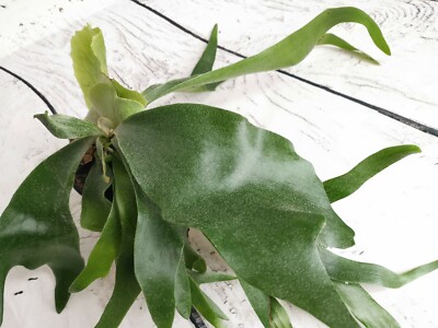 Platycerium Bifurcatum Staghorn Fern House Plant Ebay Platycerium Bifurcatum Staghorn Fern House Plant Ebay