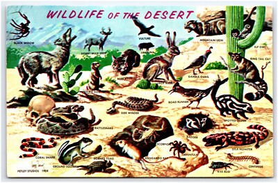 Types of Desert Wildlife coyote sidewinder snake badger circa 1958 Postcard