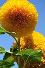 Sunflower Teddy Bear, 25 Seeds, Sow Mar-June, Fab Soft to Touch Flowers, Wow!
