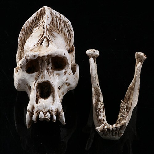 Skull Animal Bone Decor Birthday Gift Orangutan for Decoration Display - Picture 6 of 6