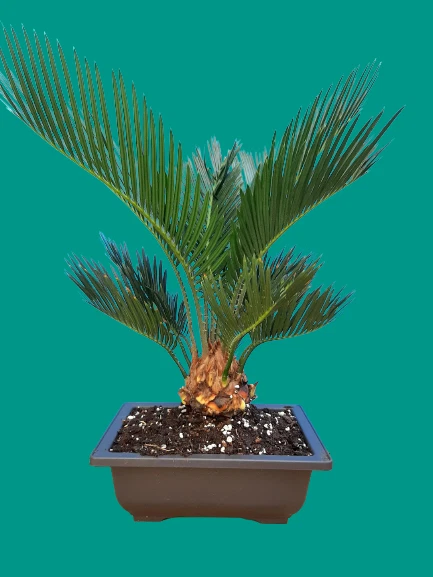 Bonsai trees plant Japanese sago palm
