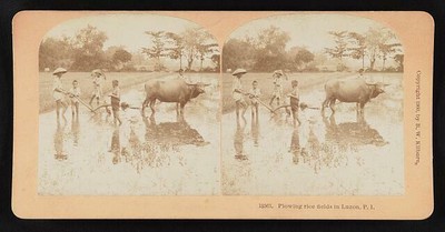 Photo:Plowing rice fields in Luzon, P.I. 1900 Philippines