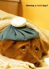 Designer Greetings Dog with Bag of Ice on Head Get Well Card