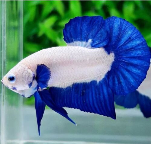 betta fish live männlich HMPK blauer Rand Schmetterling männliche Form Indonesien - Bild 1 von 3