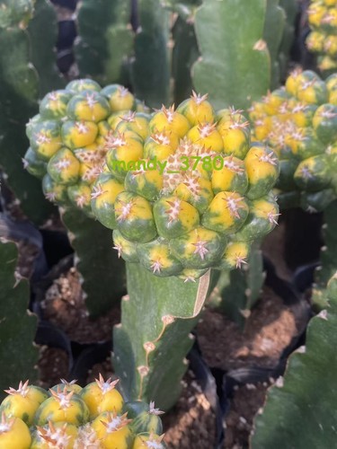 RareCactus Succulent plant Coryphantha elephantidens Variegated Plant 5-8cm - Picture 2 of 7