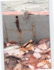 Postcard Shark Evil Eye A Bountiful Catch