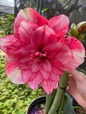 Image of Pretty Amaryllis Double Flowering Bulbs Mix color in one pack | Pack of 2 Bulb