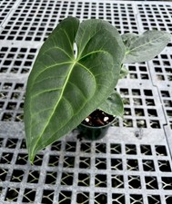 Anthurium clarinervium x faustomirandae x leuconeurum - showy Chiapan hybrid