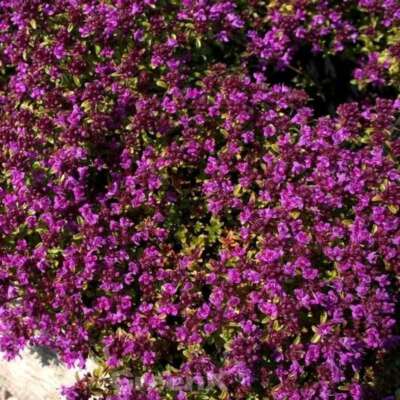 Teppich Thymian Red Carpet - Thymus praecox