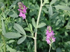 Ameristand 803T Alfalfa Seed