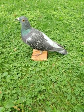 Schöne Taxidermie Brieftaube !!