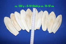 Sepiaschalen ca.10-12cm=ca.100g oder ca.15-18cm=ca.200g
