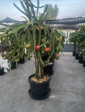 30 Organic  Dragon Fruit  cuttings 8-14 inches long check The Description ￼ ￼