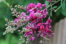 Lespedeza Bicolor 50 Seeds Hardy Bush Clover Shrub Garden Landscape Flowers