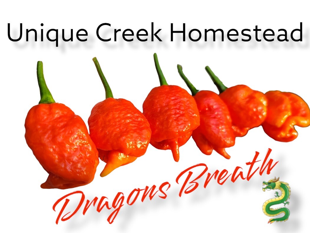 Dragons Breath 10 Pepper Seeds 2,480,000+ Scoville SHU SUPER HOT Unique  Creek