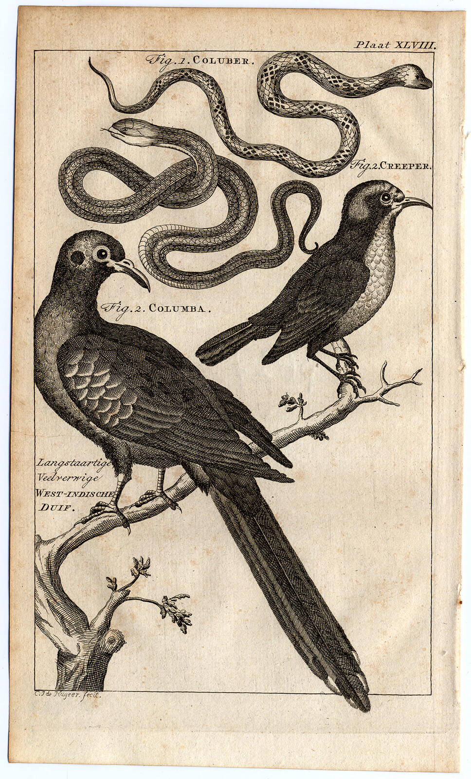 Antiker Druck - Kolubrid Schlange - Taube - Kriecher - Vogel - Käufe - 1770