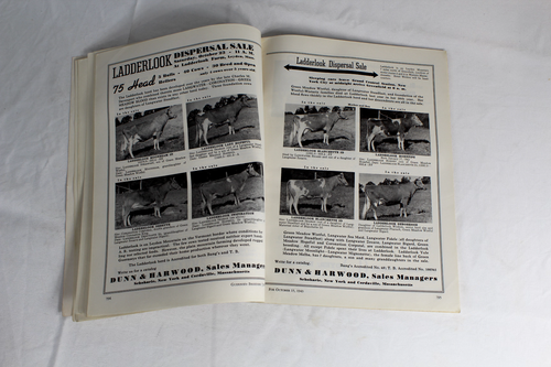 Guernsey Breeders Journal October 15, 1943 Cow Calf Bull Farms Cattle Dairy Ads - Picture 14 of 21