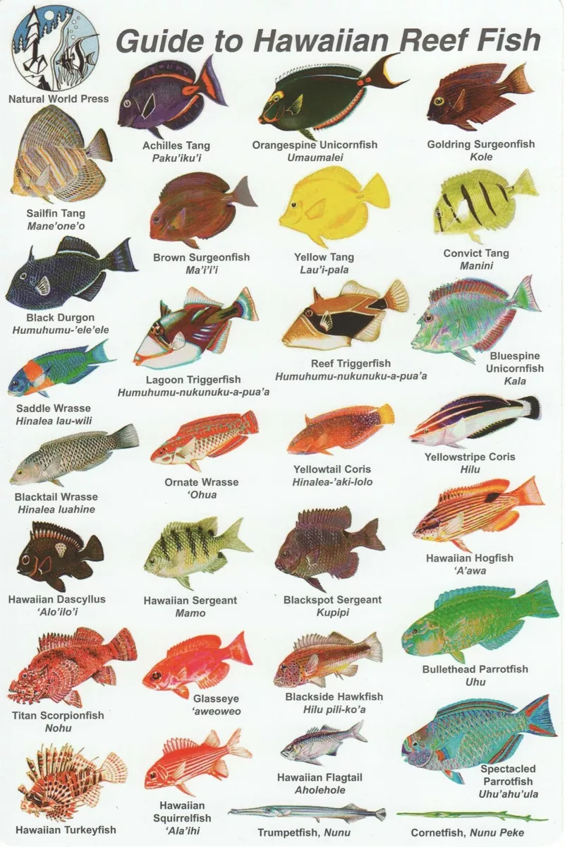 Hawaiian fish hotsell