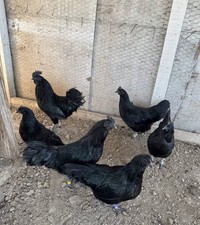 Ayam Cemani Fresh Hatching Eggs 6 Collected Daily