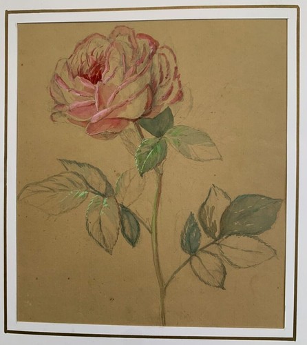 Aquarelle représentant l'éclosion d'une rose circa 1875 Epoque Napoléon III - Photo 2/10
