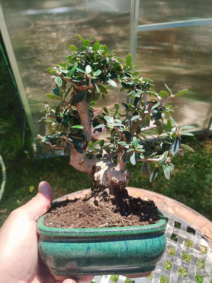 Bonsai Olivenbaum online kaufen | eBay.de