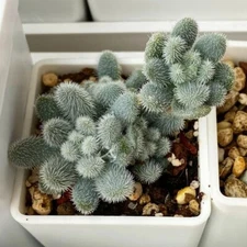 Sedum mocinianum, 100PCs/Pack Seeds, Fuzzy Leaves, Succulent Seeds