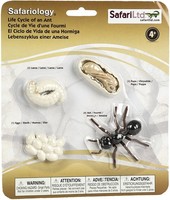 Safari 663916 Life Cycle Of An Ameisen