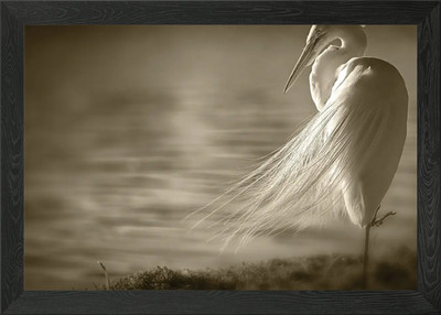 A Beautiful White Heron Framed Wall Art Poster Canvas Print Picture