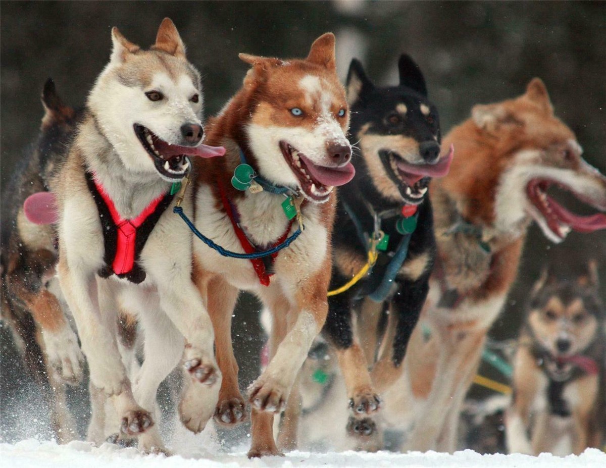 SLED DOGS GLOSSY POSTER PICTURE PHOTO sleigh alaska husky malmute