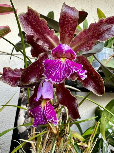 Cattleya schilleriana Orchid species Blooming size Very rare!