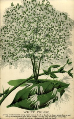 1880s COLOR BOTANICAL PRINT White Fringe Tree Shrub Large Leaves White Flowers