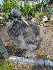 20 BE galline di seta miste (truppa colorata e grigio blu)