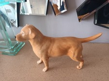 Berwick Golden Retreiver