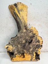 Buckeye Burl Slab with Live Edge  Dry  BB 390