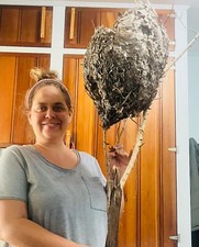 Paper wasp nest fully whole as well as still ...