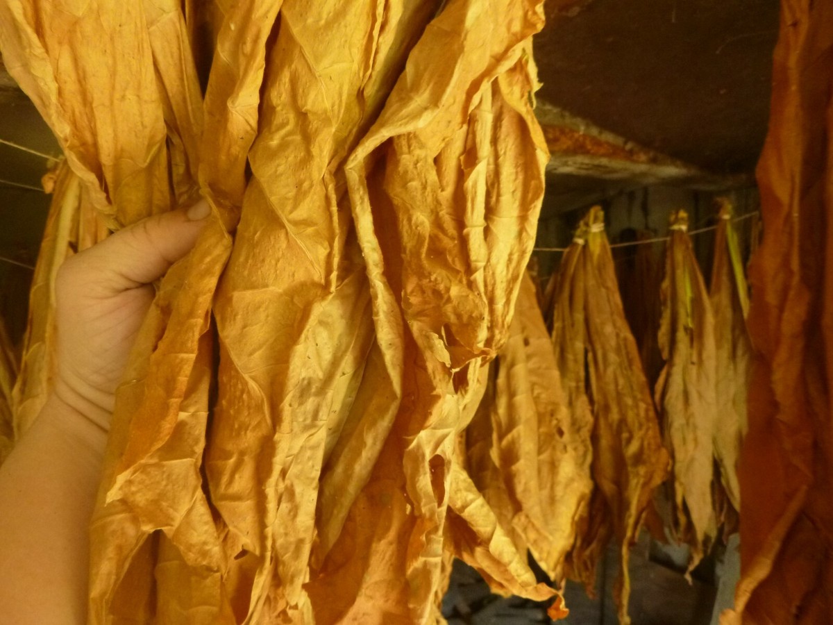 tobacco discounts Tobacco coupons: How low can they go?
